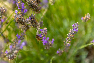 Pszczoła zbierająca pyłek na kwiatach lawendy - obrazy, fototapety, plakaty