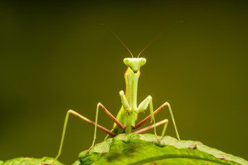 African lined mantis (Sphodromantis lineola) or African praying mantis, is a species of praying mantis from Africa - closeup with selective focus.