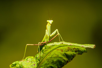 African lined mantis (Sphodromantis lineola) or African praying mantis, is a species of praying mantis from Africa - closeup with selective focus.