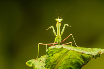 African lined mantis (Sphodromantis lineola) or African praying mantis, is a species of praying mantis from Africa - closeup with selective focus.