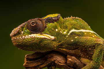 Panther chameleon (Furcifer pardalis) is a species of chameleon found in the eastern and northern parts of Madagascar. Closeup with selective focus.