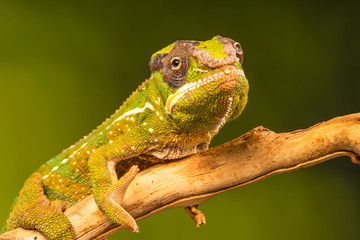 Panther chameleon (Furcifer pardalis) is a species of chameleon found in the eastern and northern parts of Madagascar. Closeup with selective focus.