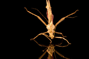 Giant jungle nymph male (Heteropteryx dilatata) also known as Malaysian stick insect or Malayan jungle nymph. Closeup with slective focus.