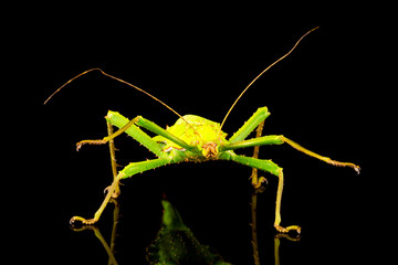 Giant jungle nymph female (Heteropteryx dilatata) also known as Malaysian stick insect or Malayan jungle nymph. Closeup with slective focus.