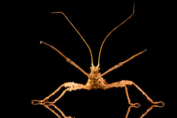 Giant jungle nymph male (Heteropteryx dilatata) also known as Malaysian stick insect or Malayan jungle nymph. Closeup with slective focus.