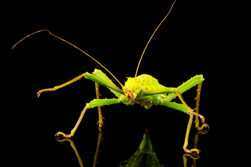 Giant jungle nymph female (Heteropteryx dilatata) also known as Malaysian stick insect or Malayan jungle nymph. Closeup with slective focus.