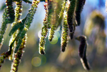 pussy willow earrings  with colorful highlights