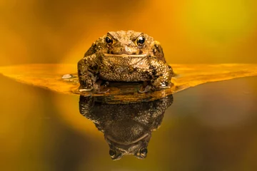 Foto auf Acrylglas Common toad (Bufo Bufo) also known as European toad is an amphibian found in Europe, western part of North Asia and Northwest Africa. © beataaldridge
