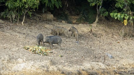 wildbeasts on shore of chiao lan lake in thailand