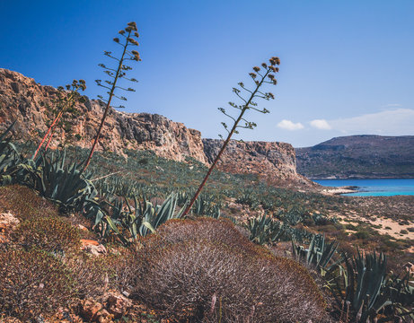 Flowering Agavas on Gramvousa.