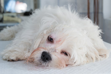 Bichon maltese recovering from anesthesia on the  consult table at the veterinary clinic