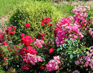red roses in the garden in summer