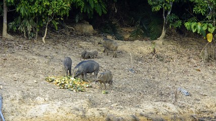 wildbeasts on shore of chiao lan lake in thailand