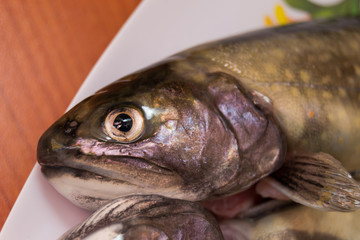 trout head on the plate