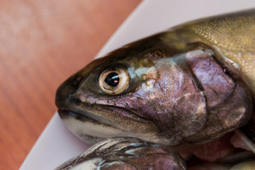 trout head on the plate