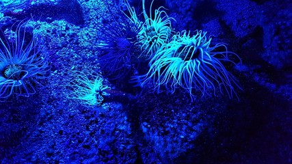 Fototapeta na wymiar Leuchtende Koralle