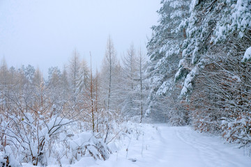 Deserted road is in a snowy forest on a misty day. Ukrainian nature.