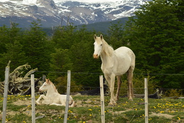 Obraz premium caballo y potrillo blancos descansando detras de un alambrado