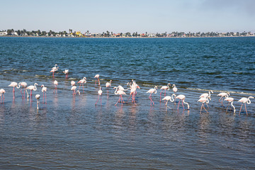 Flamencos en el mar en Namibia, &Aacute;frica.