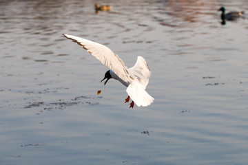 Seagull fly over water