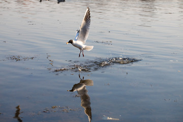 Seagull fly over water