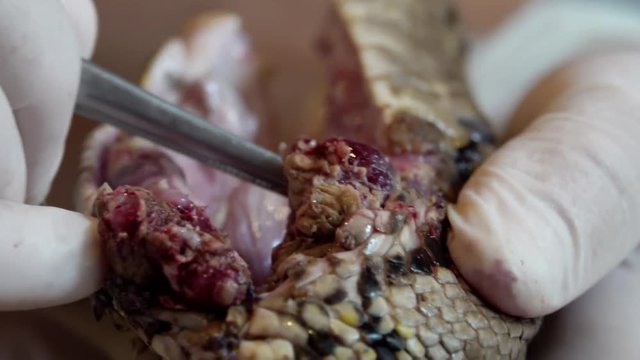 Surgeon Doctor Operating Reticulated Python (Python Reticulatus) Snake. Veterinary Service for Wildlife Animals