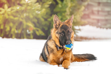 A german shepherd puppy dog playing with a ball at winter
