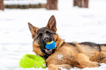 A german shepherd puppy dog playing with a ball at winter