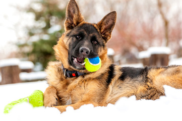 A german shepherd puppy dog playing with a ball at winter