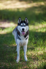 Husky dog in a woods