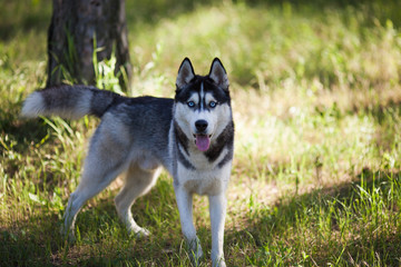 Husky dog in a woods
