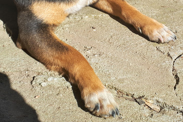 Close-up of the paw of a young brown dog