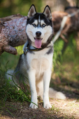 Husky dog in a woods