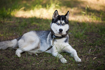 Husky dog in a woods