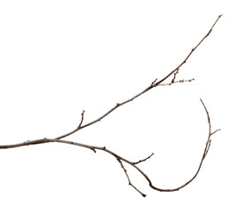 Branch of plum fruit tree with buds on an isolated white background.