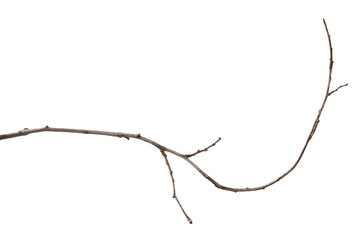 Branch of plum fruit tree with buds on an isolated white background.