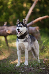 Husky dog in a woods