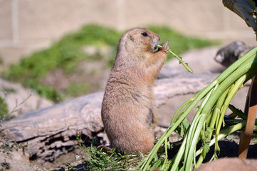 Prairie dog eating celery with appetite