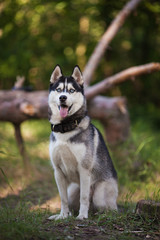 Obraz premium Husky dog in a woods