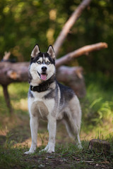 Husky dog in a woods