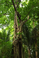 Natural park in Belem, Brazil. Animals and pure amazon nature living with harmony. 