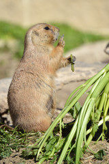 Prairie dog shreding celery