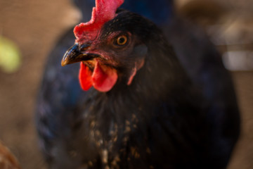 Close up of a beautiful chicken looking straight into the camera 
