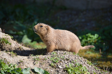 Prairie dog