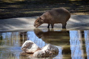 Capybara drinking from a pond