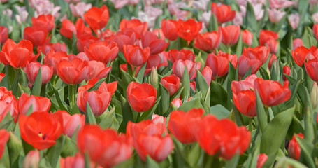 Fototapeta premium Tulip flower garden