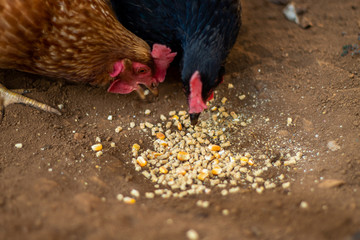 farm chickens eating corn in the countryside