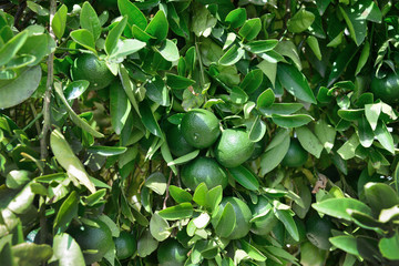 unripe oranges on a branch with leaves