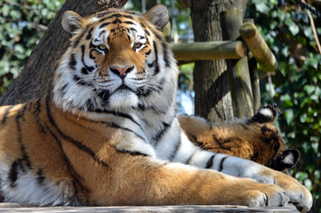 Tiger close portrait