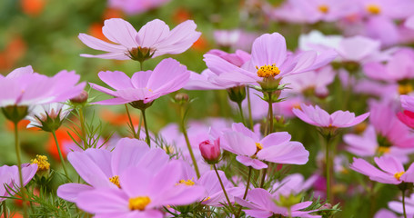 Pink cosmos flower farm